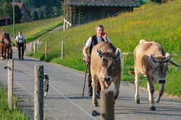 Alp, Alpaufzug, Alpen, Alpfahrt, Alps, Appenzell, Appenzell Ausserrohden, Appenzellerland, Brauchtum und Anlässe, Frühling, Jahreszeiten, Kühe, Landschaft und Natur, Mai, Natur, Orte, Ostschweiz, Schweiz, Sennen, Spring, Suisse, Switzerland, Tier, Tracht, spring, tradition