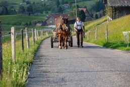 Alp, Alpaufzug, Alpen, Alpfahrt, Alps, Appenzell, Appenzell Ausserrohden, Appenzellerland, Brauchtum und Anlässe, Frühling, Jahreszeiten, Kühe, Landschaft und Natur, Mai, Natur, Orte, Ostschweiz, Schweiz, Sennen, Spring, Suisse, Switzerland, Tier, Tracht, spring, tradition