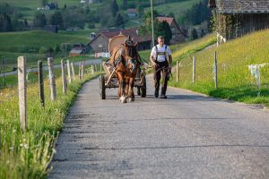 Alp, Alpaufzug, Alpen, Alpfahrt, Alps, Appenzell, Appenzell Ausserrohden, Appenzellerland, Brauchtum und Anlässe, Frühling, Jahreszeiten, Kühe, Landschaft und Natur, Mai, Natur, Orte, Ostschweiz, Schweiz, Sennen, Spring, Suisse, Switzerland, Tier, Tracht, spring, tradition