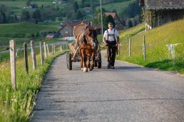 Alp, Alpaufzug, Alpen, Alpfahrt, Alps, Appenzell, Appenzell Ausserrohden, Appenzellerland, Brauchtum und Anlässe, Frühling, Jahreszeiten, Kühe, Landschaft und Natur, Mai, Natur, Orte, Ostschweiz, Schweiz, Sennen, Spring, Suisse, Switzerland, Tier, Tracht, spring, tradition