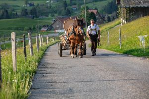 Alp, Alpaufzug, Alpen, Alpfahrt, Alps, Appenzell, Appenzell Ausserrohden, Appenzellerland, Brauchtum und Anlässe, Frühling, Jahreszeiten, Kühe, Landschaft und Natur, Mai, Natur, Orte, Ostschweiz, Schweiz, Sennen, Spring, Suisse, Switzerland, Tier, Tracht, spring, tradition