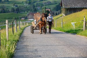 Alp, Alpaufzug, Alpen, Alpfahrt, Alps, Appenzell, Appenzell Ausserrohden, Appenzellerland, Brauchtum und Anlässe, Frühling, Jahreszeiten, Kühe, Landschaft und Natur, Mai, Natur, Orte, Ostschweiz, Schweiz, Sennen, Spring, Suisse, Switzerland, Tier, Tracht, spring, tradition