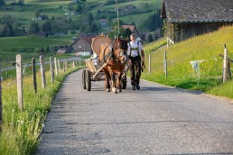 Alp, Alpaufzug, Alpen, Alpfahrt, Alps, Appenzell, Appenzell Ausserrohden, Appenzellerland, Brauchtum und Anlässe, Frühling, Jahreszeiten, Kühe, Landschaft und Natur, Mai, Natur, Orte, Ostschweiz, Schweiz, Sennen, Spring, Suisse, Switzerland, Tier, Tracht, spring, tradition