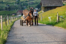 Alp, Alpaufzug, Alpen, Alpfahrt, Alps, Appenzell, Appenzell Ausserrohden, Appenzellerland, Brauchtum und Anlässe, Frühling, Jahreszeiten, Kühe, Landschaft und Natur, Mai, Natur, Orte, Ostschweiz, Schweiz, Sennen, Spring, Suisse, Switzerland, Tier, Tracht, spring, tradition