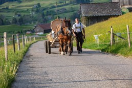 Alp, Alpaufzug, Alpen, Alpfahrt, Alps, Appenzell, Appenzell Ausserrohden, Appenzellerland, Brauchtum und Anlässe, Frühling, Jahreszeiten, Kühe, Landschaft und Natur, Mai, Natur, Orte, Ostschweiz, Schweiz, Sennen, Spring, Suisse, Switzerland, Tier, Tracht, spring, tradition