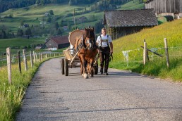 Alp, Alpaufzug, Alpen, Alpfahrt, Alps, Appenzell, Appenzell Ausserrohden, Appenzellerland, Brauchtum und Anlässe, Frühling, Jahreszeiten, Kühe, Landschaft und Natur, Mai, Natur, Orte, Ostschweiz, Schweiz, Sennen, Spring, Suisse, Switzerland, Tier, Tracht, spring, tradition