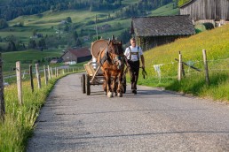 Alp, Alpaufzug, Alpen, Alpfahrt, Alps, Appenzell, Appenzell Ausserrohden, Appenzellerland, Brauchtum und Anlässe, Frühling, Jahreszeiten, Kühe, Landschaft und Natur, Mai, Natur, Orte, Ostschweiz, Schweiz, Sennen, Spring, Suisse, Switzerland, Tier, Tracht, spring, tradition