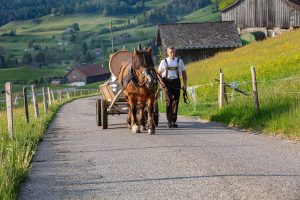Alp, Alpaufzug, Alpen, Alpfahrt, Alps, Appenzell, Appenzell Ausserrohden, Appenzellerland, Brauchtum und Anlässe, Frühling, Jahreszeiten, Kühe, Landschaft und Natur, Mai, Natur, Orte, Ostschweiz, Schweiz, Sennen, Spring, Suisse, Switzerland, Tier, Tracht, spring, tradition