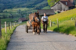 Alp, Alpaufzug, Alpen, Alpfahrt, Alps, Appenzell, Appenzell Ausserrohden, Appenzellerland, Brauchtum und Anlässe, Frühling, Jahreszeiten, Kühe, Landschaft und Natur, Mai, Natur, Orte, Ostschweiz, Schweiz, Sennen, Spring, Suisse, Switzerland, Tier, Tracht, spring, tradition