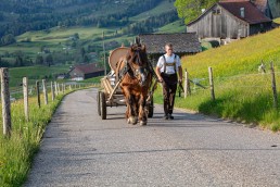 Alp, Alpaufzug, Alpen, Alpfahrt, Alps, Appenzell, Appenzell Ausserrohden, Appenzellerland, Brauchtum und Anlässe, Frühling, Jahreszeiten, Kühe, Landschaft und Natur, Mai, Natur, Orte, Ostschweiz, Schweiz, Sennen, Spring, Suisse, Switzerland, Tier, Tracht, spring, tradition