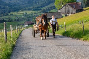 Alp, Alpaufzug, Alpen, Alpfahrt, Alps, Appenzell, Appenzell Ausserrohden, Appenzellerland, Brauchtum und Anlässe, Frühling, Jahreszeiten, Kühe, Landschaft und Natur, Mai, Natur, Orte, Ostschweiz, Schweiz, Sennen, Spring, Suisse, Switzerland, Tier, Tracht, spring, tradition