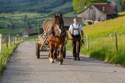 Alp, Alpaufzug, Alpen, Alpfahrt, Alps, Appenzell, Appenzell Ausserrohden, Appenzellerland, Brauchtum und Anlässe, Frühling, Jahreszeiten, Kühe, Landschaft und Natur, Mai, Natur, Orte, Ostschweiz, Schweiz, Sennen, Spring, Suisse, Switzerland, Tier, Tracht, spring, tradition