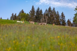 Alp, Alpaufzug, Alpen, Alpfahrt, Alps, Appenzell, Appenzell Ausserrohden, Appenzellerland, Brauchtum und Anlässe, Frühling, Jahreszeiten, Kühe, Landschaft und Natur, Mai, Natur, Orte, Ostschweiz, Schweiz, Sennen, Spring, Suisse, Switzerland, Tier, Tracht, spring, tradition
