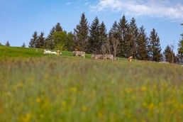 Alp, Alpaufzug, Alpen, Alpfahrt, Alps, Appenzell, Appenzell Ausserrohden, Appenzellerland, Brauchtum und Anlässe, Frühling, Jahreszeiten, Kühe, Landschaft und Natur, Mai, Natur, Orte, Ostschweiz, Schweiz, Sennen, Spring, Suisse, Switzerland, Tier, Tracht, spring, tradition