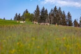 Alp, Alpaufzug, Alpen, Alpfahrt, Alps, Appenzell, Appenzell Ausserrohden, Appenzellerland, Brauchtum und Anlässe, Frühling, Jahreszeiten, Kühe, Landschaft und Natur, Mai, Natur, Orte, Ostschweiz, Schweiz, Sennen, Spring, Suisse, Switzerland, Tier, Tracht, spring, tradition