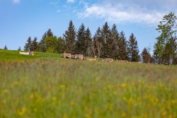 Alp, Alpaufzug, Alpen, Alpfahrt, Alps, Appenzell, Appenzell Ausserrohden, Appenzellerland, Brauchtum und Anlässe, Frühling, Jahreszeiten, Kühe, Landschaft und Natur, Mai, Natur, Orte, Ostschweiz, Schweiz, Sennen, Spring, Suisse, Switzerland, Tier, Tracht, spring, tradition