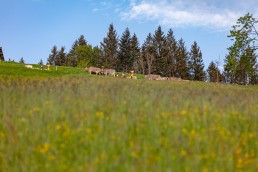 Alp, Alpaufzug, Alpen, Alpfahrt, Alps, Appenzell, Appenzell Ausserrohden, Appenzellerland, Brauchtum und Anlässe, Frühling, Jahreszeiten, Kühe, Landschaft und Natur, Mai, Natur, Orte, Ostschweiz, Schweiz, Sennen, Spring, Suisse, Switzerland, Tier, Tracht, spring, tradition
