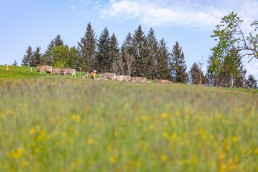 Alp, Alpaufzug, Alpen, Alpfahrt, Alps, Appenzell, Appenzell Ausserrohden, Appenzellerland, Brauchtum und Anlässe, Frühling, Jahreszeiten, Kühe, Landschaft und Natur, Mai, Natur, Orte, Ostschweiz, Schweiz, Sennen, Spring, Suisse, Switzerland, Tier, Tracht, spring, tradition
