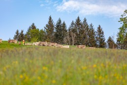 Alp, Alpaufzug, Alpen, Alpfahrt, Alps, Appenzell, Appenzell Ausserrohden, Appenzellerland, Brauchtum und Anlässe, Frühling, Jahreszeiten, Kühe, Landschaft und Natur, Mai, Natur, Orte, Ostschweiz, Schweiz, Sennen, Spring, Suisse, Switzerland, Tier, Tracht, spring, tradition