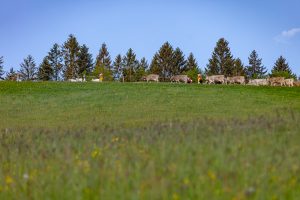 Alp, Alpaufzug, Alpen, Alpfahrt, Alps, Appenzell, Appenzell Ausserrohden, Appenzellerland, Brauchtum und Anlässe, Frühling, Jahreszeiten, Kühe, Landschaft und Natur, Mai, Natur, Orte, Ostschweiz, Schweiz, Sennen, Spring, Suisse, Switzerland, Tier, Tracht, spring, tradition