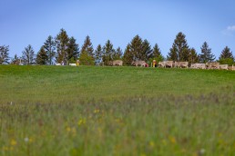 Alp, Alpaufzug, Alpen, Alpfahrt, Alps, Appenzell, Appenzell Ausserrohden, Appenzellerland, Brauchtum und Anlässe, Frühling, Jahreszeiten, Kühe, Landschaft und Natur, Mai, Natur, Orte, Ostschweiz, Schweiz, Sennen, Spring, Suisse, Switzerland, Tier, Tracht, spring, tradition