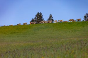 Alp, Alpaufzug, Alpen, Alpfahrt, Alps, Appenzell, Appenzell Ausserrohden, Appenzellerland, Brauchtum und Anlässe, Frühling, Jahreszeiten, Kühe, Landschaft und Natur, Mai, Natur, Orte, Ostschweiz, Schweiz, Sennen, Spring, Suisse, Switzerland, Tier, Tracht, spring, tradition