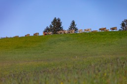 Alp, Alpaufzug, Alpen, Alpfahrt, Alps, Appenzell, Appenzell Ausserrohden, Appenzellerland, Brauchtum und Anlässe, Frühling, Jahreszeiten, Kühe, Landschaft und Natur, Mai, Natur, Orte, Ostschweiz, Schweiz, Sennen, Spring, Suisse, Switzerland, Tier, Tracht, spring, tradition