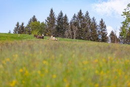 Alp, Alpaufzug, Alpen, Alpfahrt, Alps, Appenzell, Appenzell Ausserrohden, Appenzellerland, Brauchtum und Anlässe, Frühling, Jahreszeiten, Kühe, Landschaft und Natur, Mai, Natur, Orte, Ostschweiz, Schweiz, Sennen, Spring, Suisse, Switzerland, Tier, Tracht, spring, tradition
