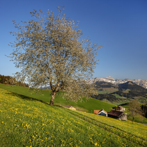 Appenzell, Appenzell Ausserrohden, Frühling, Ostschweiz, Spring, Switzerland, Säntis, spring