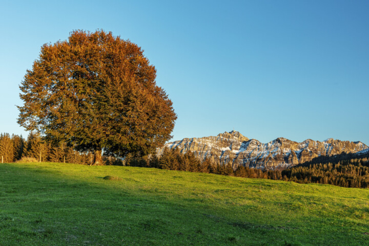 Alp, Appenzell, Autumn, Baum, Fall, Herbst, Hügel, Ostschweiz, Schweiz, Suisse, Switzerland, Säntis