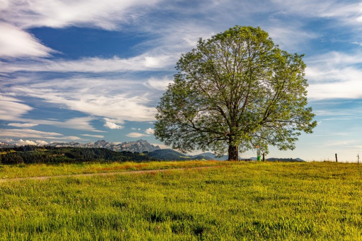 Appenzell Ausserrohden, Baum, Clouds, Hügel, Landscape, Landschaft, Ostschweiz, Schweiz, Sommer, Suisse, Switzerland, Wald, Wald AR, Wiese, Wolken, summer