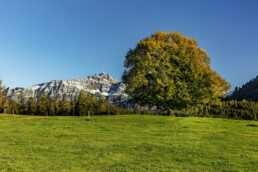Alp, Appenzell, Autumn, Baum, Berg, Fall, Herbst, Hügel, Ostschweiz, Schweiz, Suisse, Switzerland, Säntis, Urnäsch