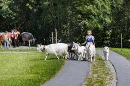 Alpabfahrt, Alpfahrt, Appenzell, Appenzell Ausserrohden, Appenzellerland, Brauchtum, Brauchtum und Anlässe, Orte, Ostschweiz, Schweiz, Suisse, Switzerland, Urnaesch, switzerland, Öberefahre