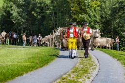 Alpabfahrt, Alpfahrt, Appenzell, Appenzell Ausserrohden, Appenzellerland, Brauchtum, Brauchtum und Anlässe, Orte, Ostschweiz, Schweiz, Suisse, Switzerland, Urnaesch, switzerland, Öberefahre