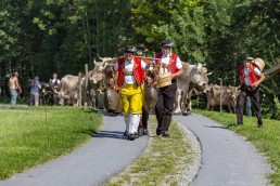 Alpabfahrt, Alpfahrt, Appenzell, Appenzell Ausserrohden, Appenzellerland, Brauchtum, Brauchtum und Anlässe, Orte, Ostschweiz, Schweiz, Suisse, Switzerland, Urnaesch, switzerland, Öberefahre