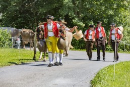 Alpabfahrt, Alpfahrt, Appenzell, Appenzell Ausserrohden, Appenzellerland, Brauchtum, Brauchtum und Anlässe, Orte, Ostschweiz, Schweiz, Suisse, Switzerland, Urnaesch, switzerland, Öberefahre