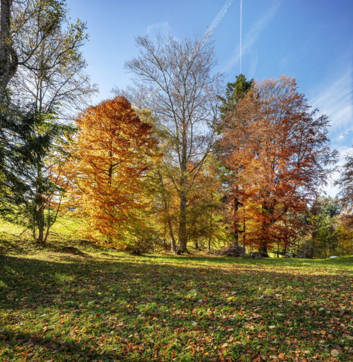 Appenzell, Appenzell Ausserrohden, Appenzeller Vorderland, Autumn, Baum, Bäume, Fall, Heiden, Herbst, Ostschweiz, Schweiz, Suisse, Switzerland, Tree, Trees, Wald