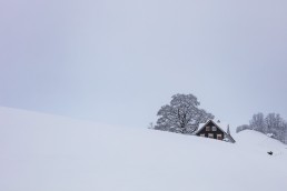 Appenzell Ausserrohden, Baum, Bäume, Jahreszeiten, Ostschweiz, Schweiz, Schwellbrunn, Suisse, Switzerland, Tree, Trees, Wald, Winter
