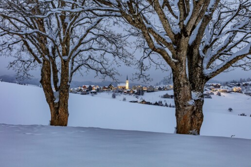 Appenzell Ausserrohden, Baum, Bäume, Jahreszeiten, Ostschweiz, Schweiz, Schwellbrunn, Suisse, Switzerland, Tree, Trees, Wald, Winter