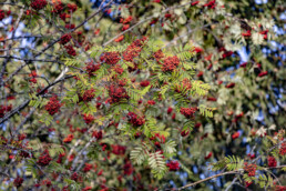 Baum, Bäume, Tree, Trees, Urnäsch, Verkehr, Wald, Wanderweg, Weg