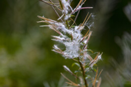 Urnäsch, Verkehr, Wald, Wanderweg, Weg