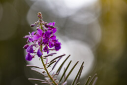 Urnäsch, Verkehr, Wald, Wanderweg, Weg