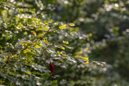 Baum, Bäume, Tree, Trees, Urnäsch, Verkehr, Wald, Wanderweg, Weg