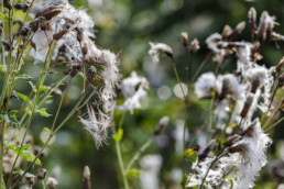 Urnäsch, Verkehr, Wald, Wanderweg, Weg