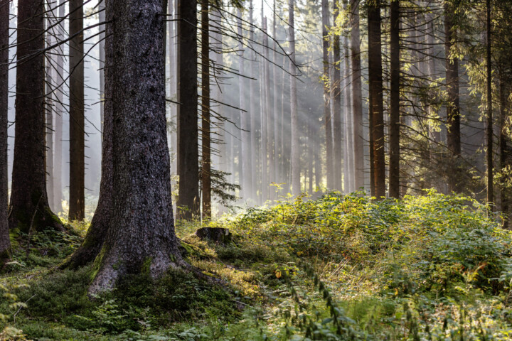 Baum, Bäume, Tree, Trees, Urnäsch, Verkehr, Wald, Wanderweg, Weg