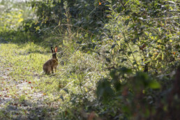 Hase, Urnäsch, Verkehr, Wald, Wanderweg, Weg