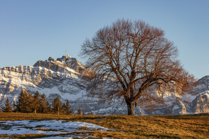 Abend, Appenzell, Appenzell Ausserrohden, Autumn, Baum, Berg, Fall, Herbst, Säntis, Urnäsch