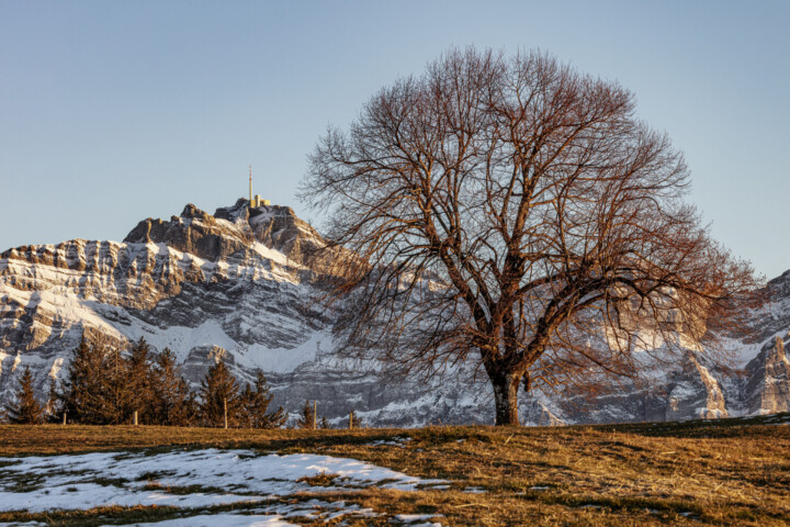 Abend, Appenzell, Appenzell Ausserrohden, Autumn, Baum, Berg, Fall, Herbst, Säntis, Urnäsch