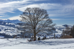 Appenzell Ausserrohden, Appenzeller Vorderland, Aussicht, Baum, Berge, Frost, Rehetobel, Winter
