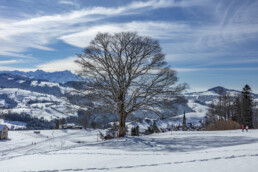 Appenzell Ausserrohden, Appenzeller Vorderland, Aussicht, Baum, Berge, Frost, Rehetobel, Winter